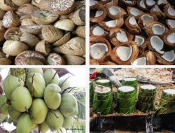 Selain Karet dan Kelapa Sawit, Ini Harga Komoditi Lainnya di Riau
