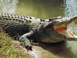 Tragis, Pemuda di Riau Tewas Diterkam Buaya saat Mandi di Sungai