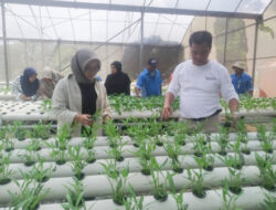 Produk Greenhouse Rusun Marunda Ditarget Tembus Pasar Offtaker