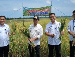 Bupati Pemalang Bersama Danramil 02/Taman Tinjau Demplot Padi dan Pupuk Organik Teknologi Biochar
