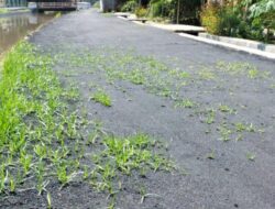 Baru Diaspal Sudah Tumbuh Rumput, Proyek di Desa Blimbing Diduga Dikerjakan Asal Jadi