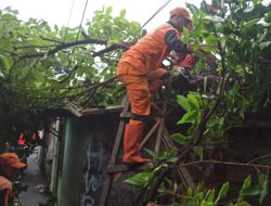 Personel Gulkarmat dan PPSU Evakuasi Pohon Tumbang di Pulogebang
