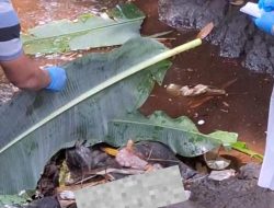 Penemuan Mayat Bayi di Aliran Sungai Botor Bikin Geger Warga Pulosari Pemalang